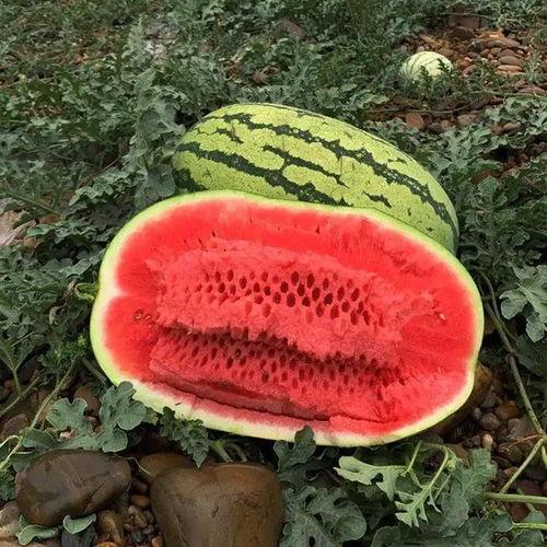 白皮瓜价格今日行情,价格波动解析