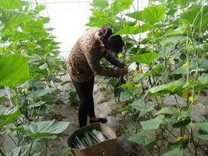 瓜萎根今日价格,瓜萎根今日价格波动解析