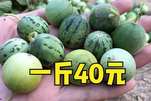 小瓜今日价格团瓜,团瓜优惠，畅享夏日美味新体验”