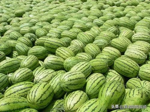 九一吃瓜今日大瓜,揭秘今日大瓜背后的惊人真相