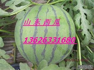 莒县今日荀瓜价格,市场行情一览”